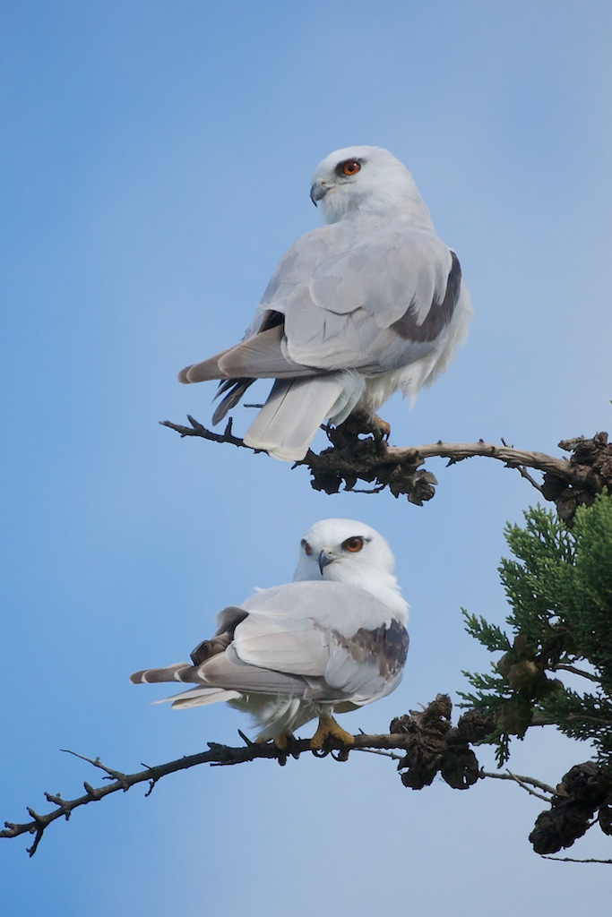 Pair of Black-shouldered Kites