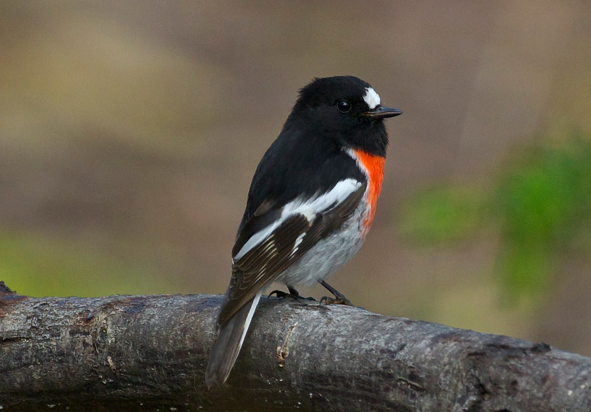 Male Scarlet Robin