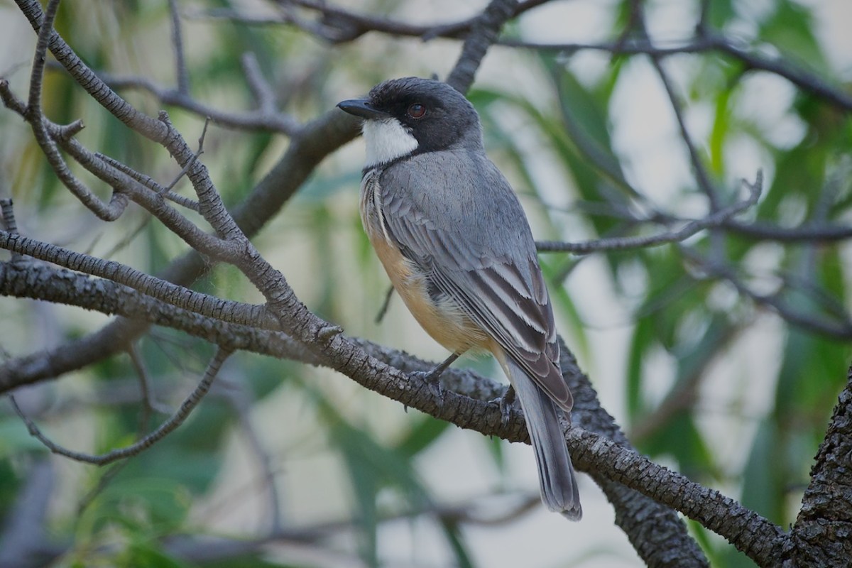 Rufous Whistler