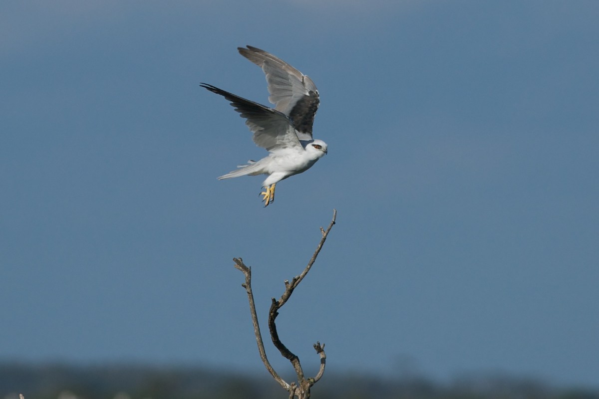 Black-shouldered Kite