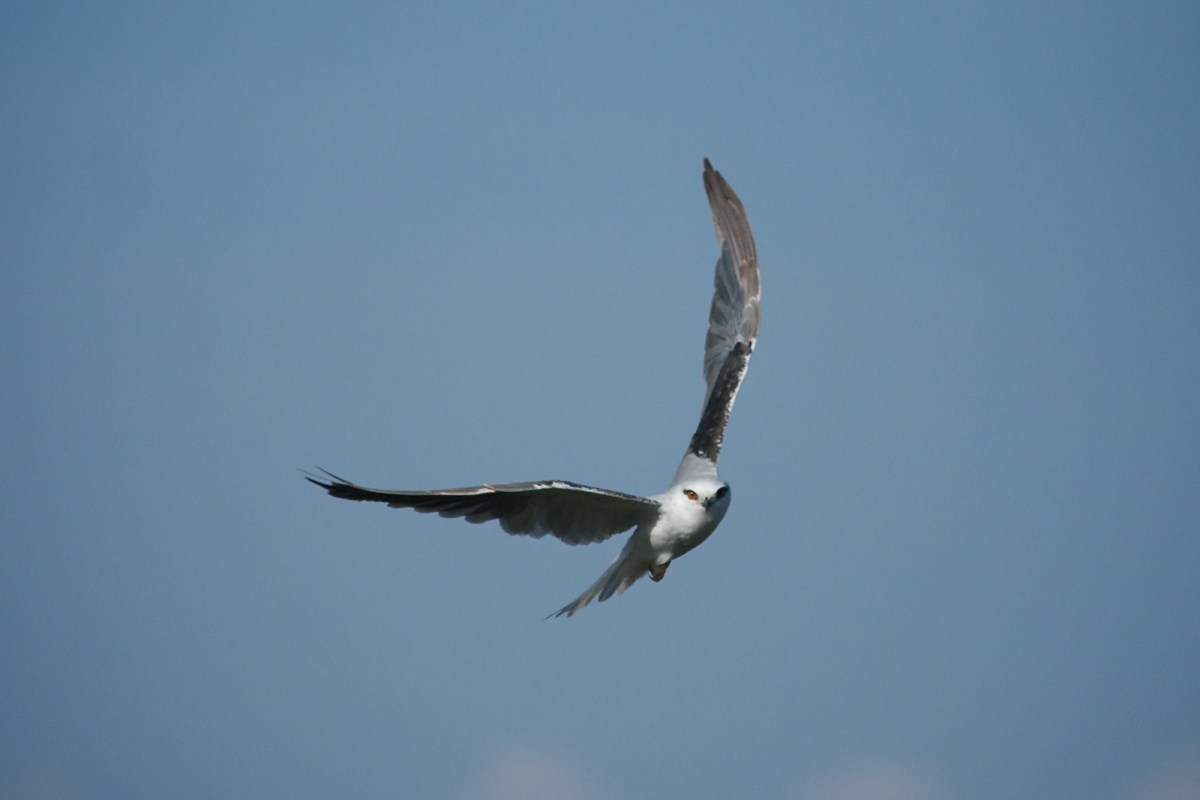 Black Shouldered Kite