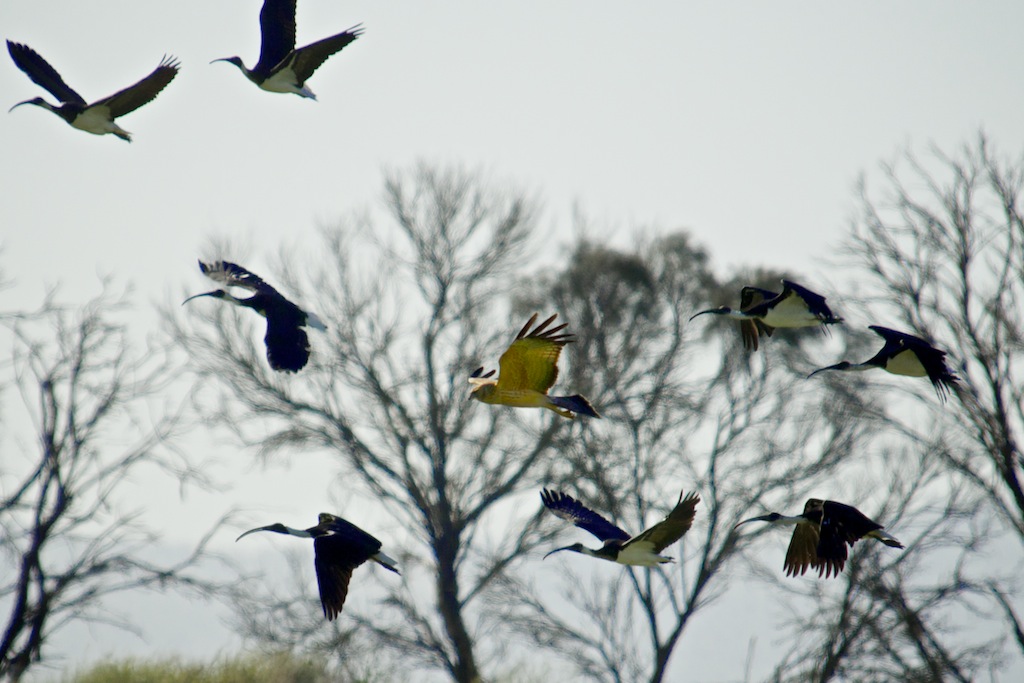 Spotted Harrier and friends