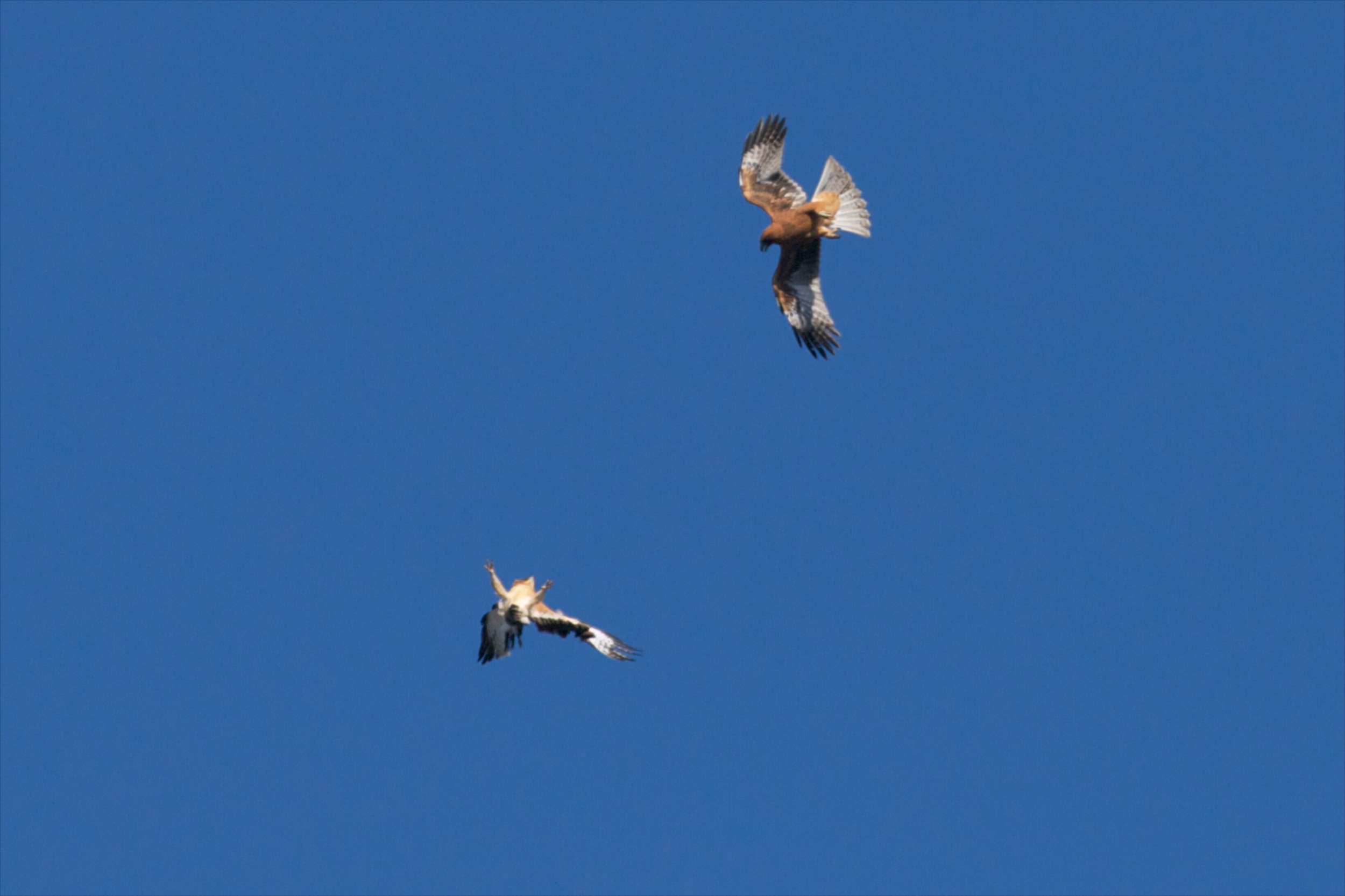 Two Little Eagles in aerial combat