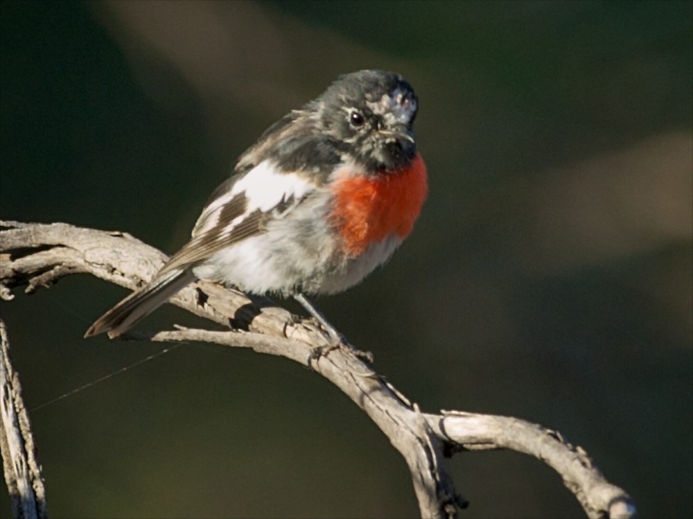 Scarlet Robin at Woodlands, moulting in to a dapper bird.