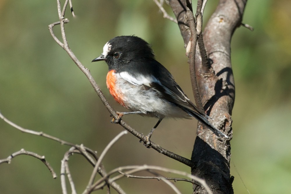 A very dapper Scarlet Robin