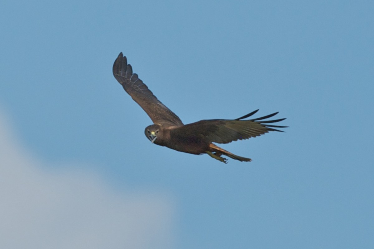 Swamp Harrier in the heat