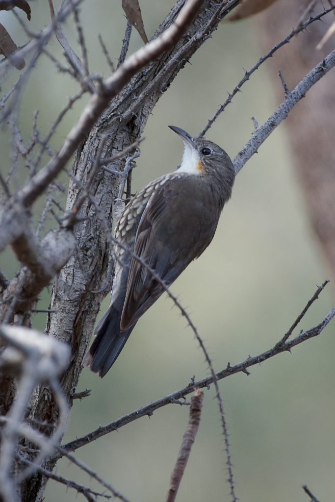 White-fronted Treecreeper