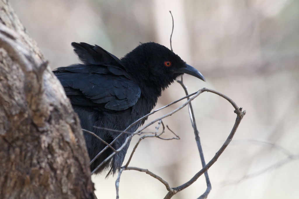 White-winged Chough