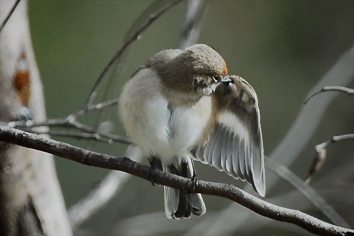 Red-capped Robin Female