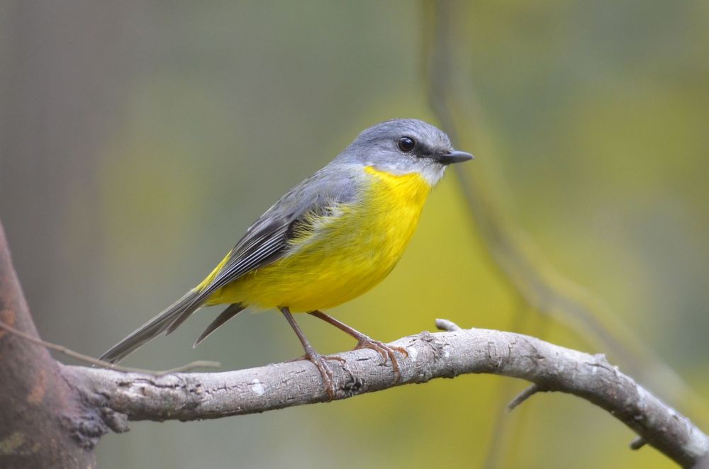 Eastern Yellow Robin