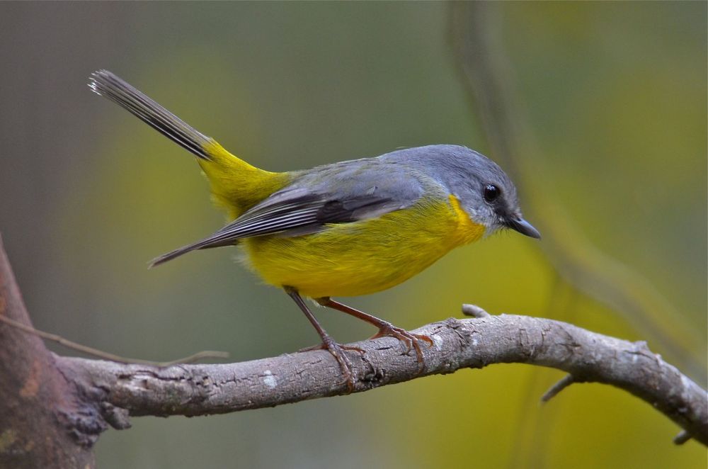 Eastern Yellow Robin, at work with juvenile