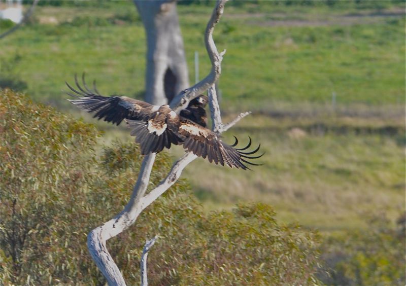 Wedgetail Eagle flying in. Love the expression on the stationery bird.