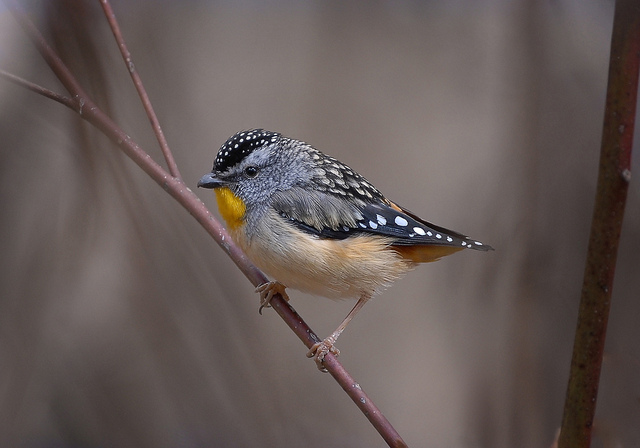 Spotted Pardalote
