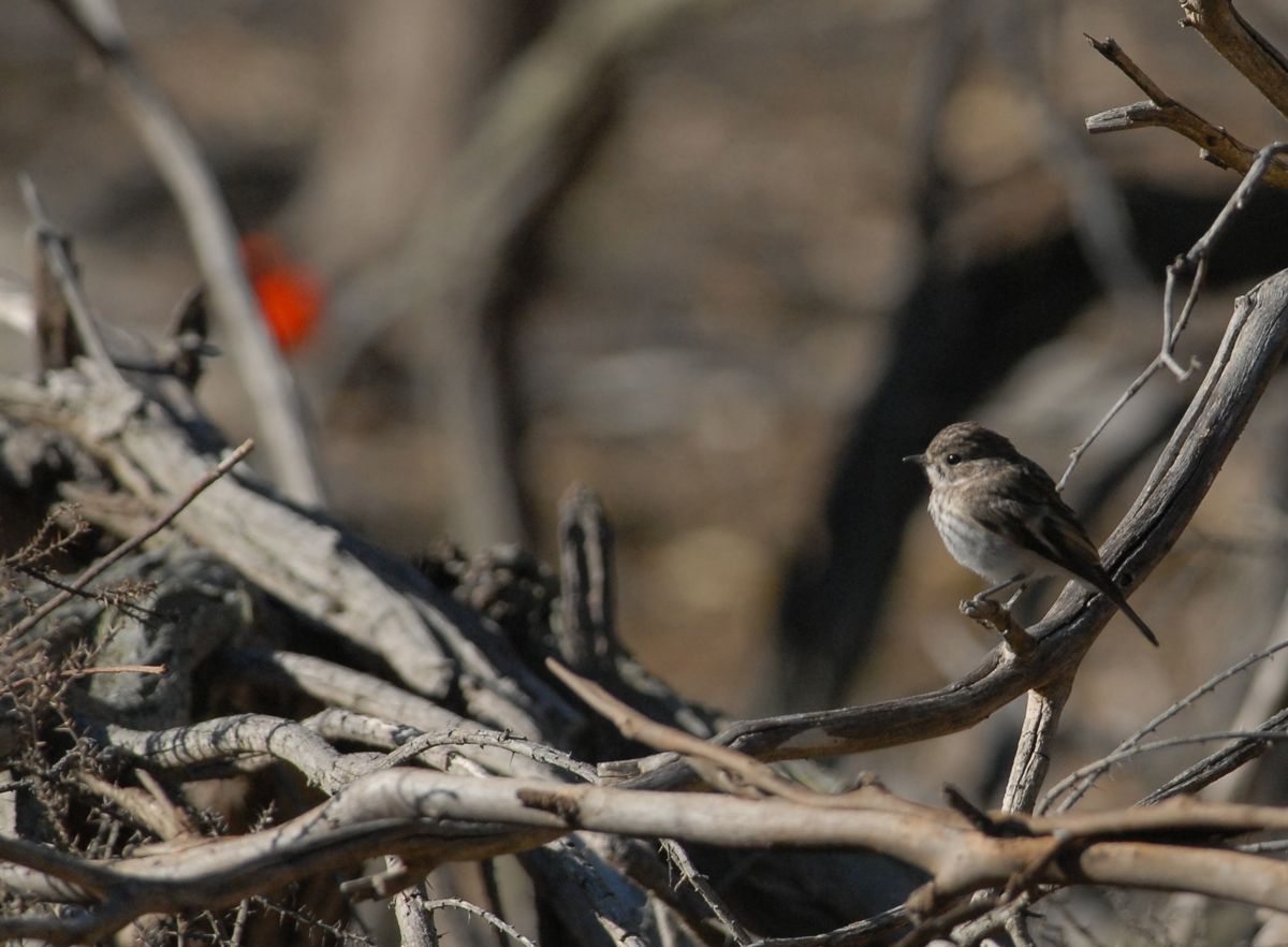 Juvenile Red-capped Robin, with dad in the background