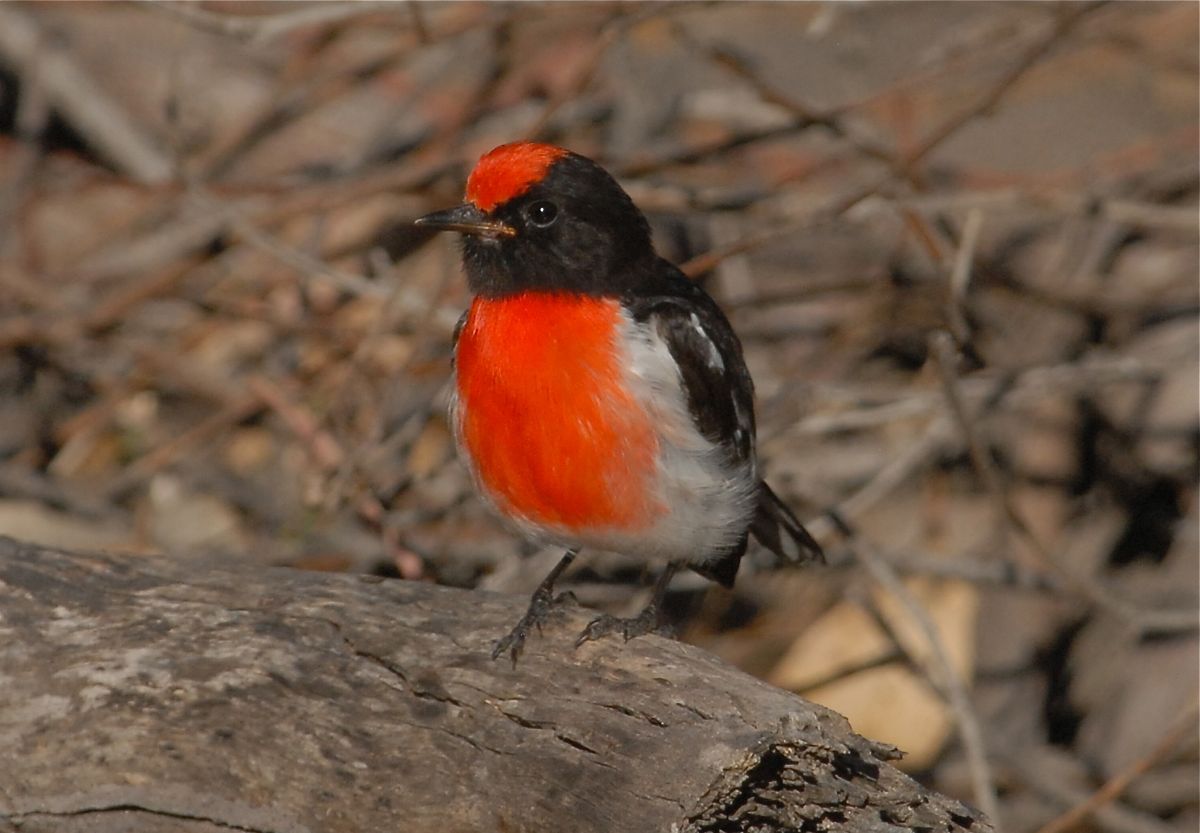 Male Red-capped Robin in supervisory duties