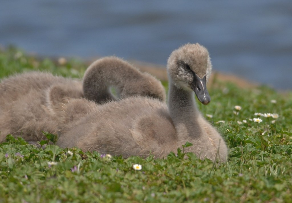 Cygnets at rest