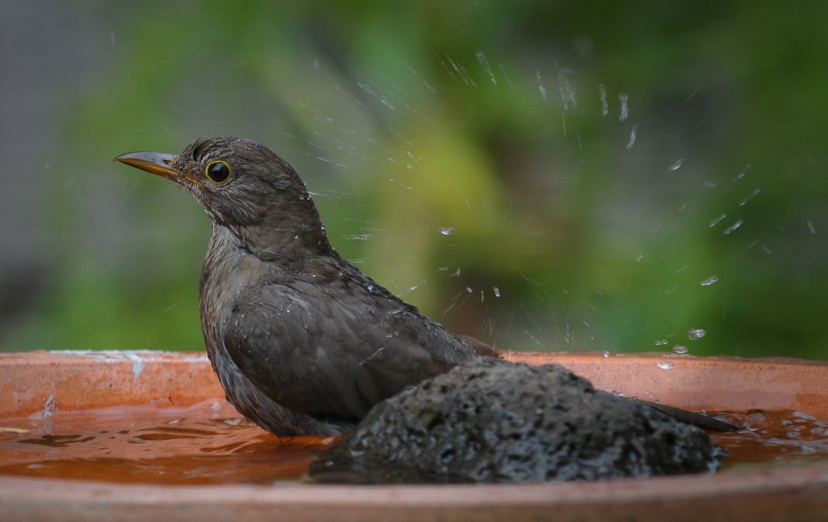 Common Blackbird at bath