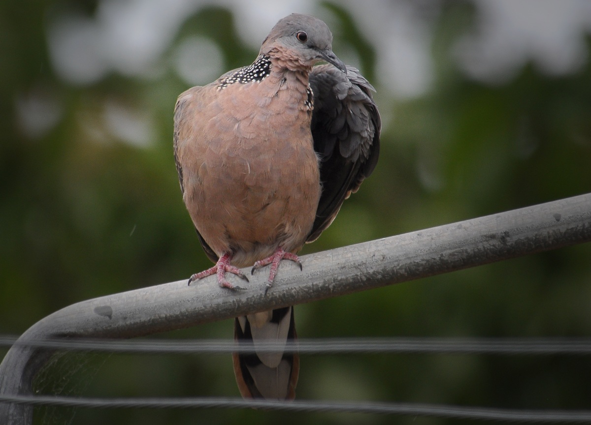 Taken with a Nikon 80-400 VR zoom and a Kenko 1.4 Teleconverter