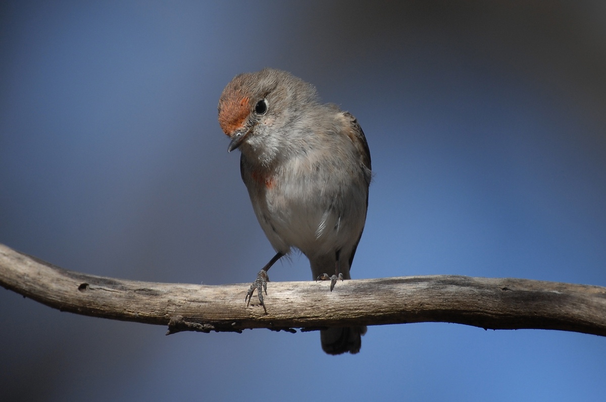 Penny inbetween feeding time, taking a break in the sunshine.