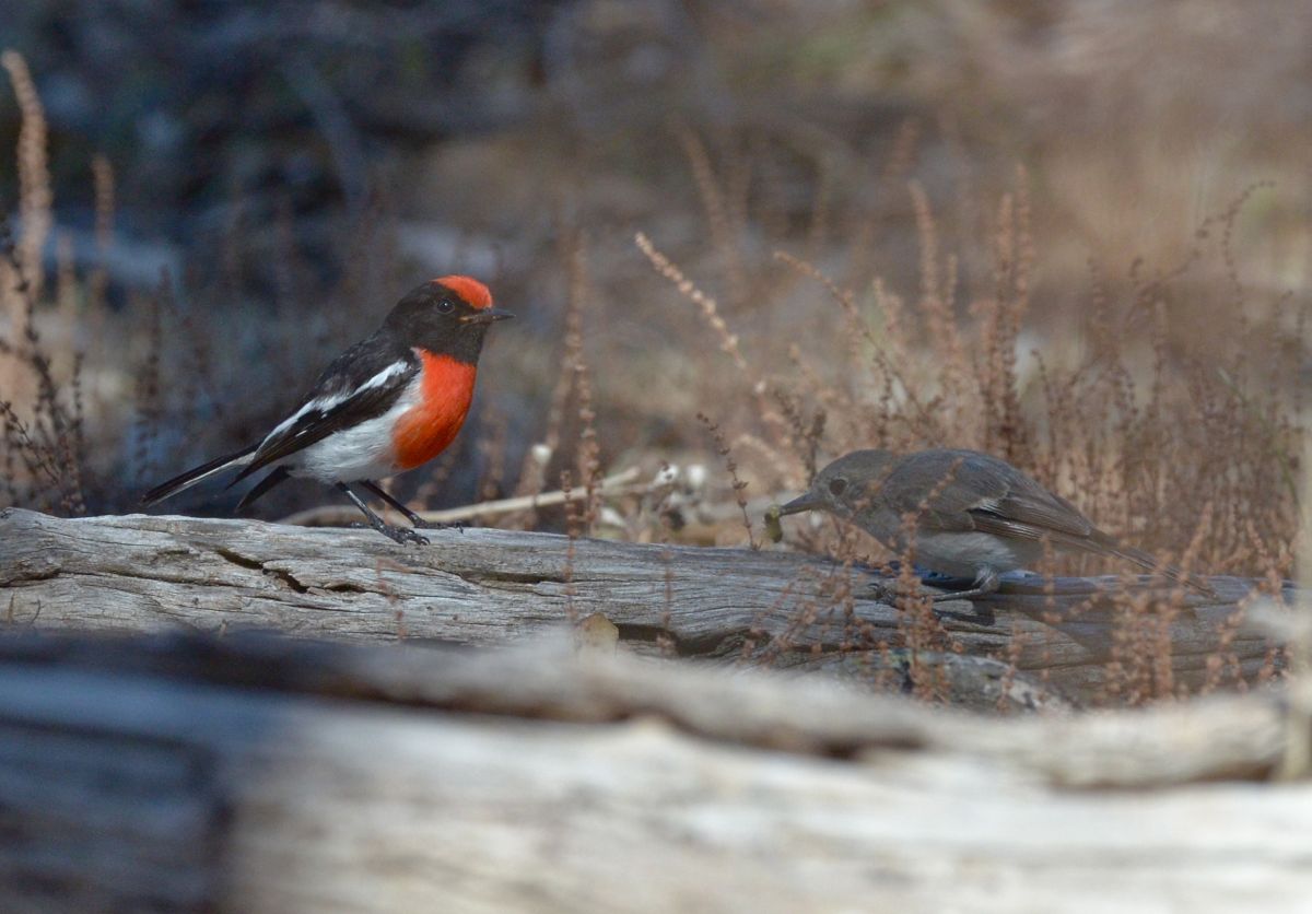 Young bird with an insect it caught, while Henny looks on. (Approvingly?)