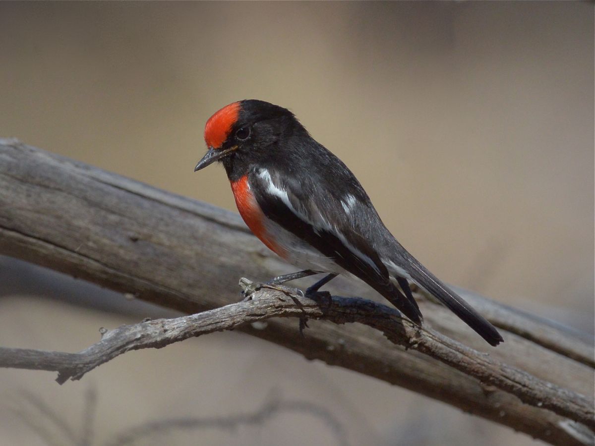 Henny overseeing his progeny. He offers appropriate chips and calls, as well as hands on practical experience. 