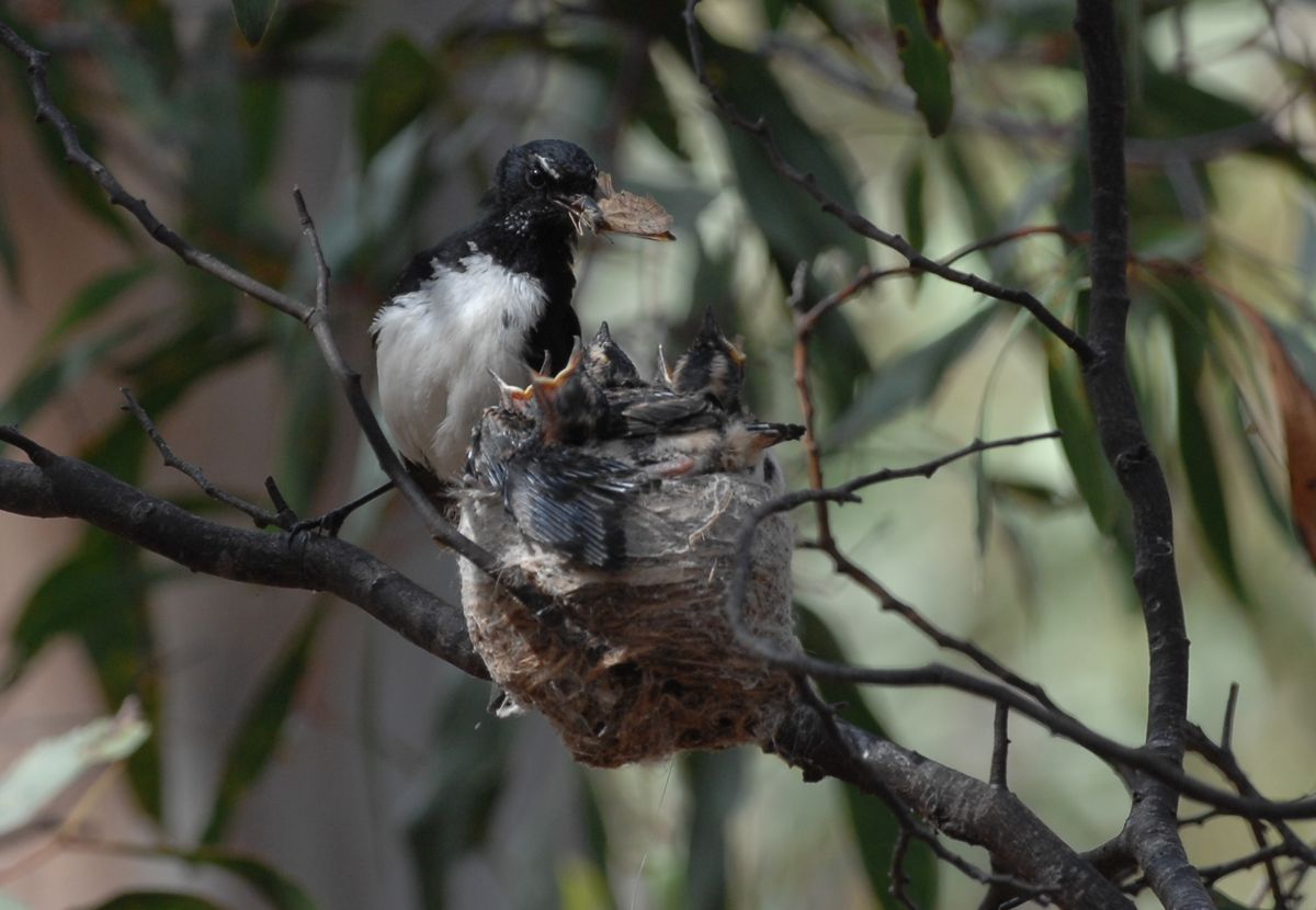 Now who'd like a nice big butterfly for morning tea? Anyone?