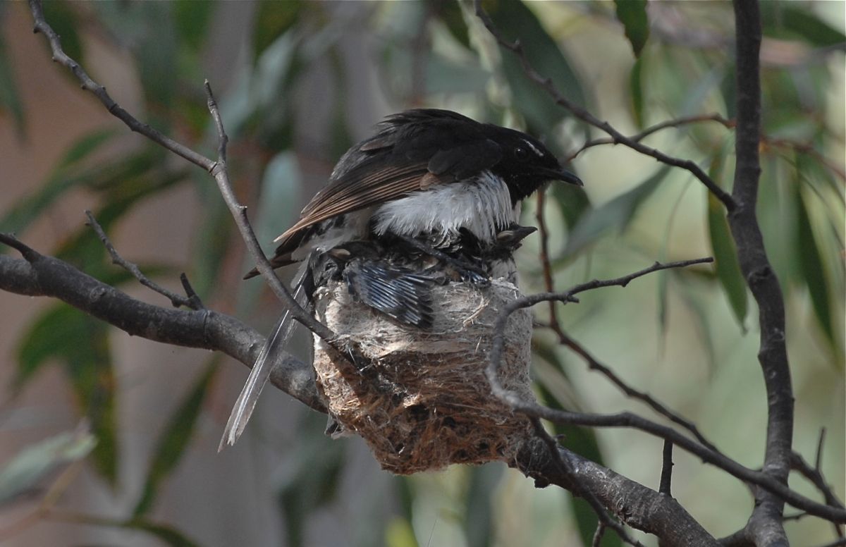 Crouch down, crouch down. Get in the nest, tuck your wings in. Stop peeking. Mother Wagtail squashing her brood back into the nest