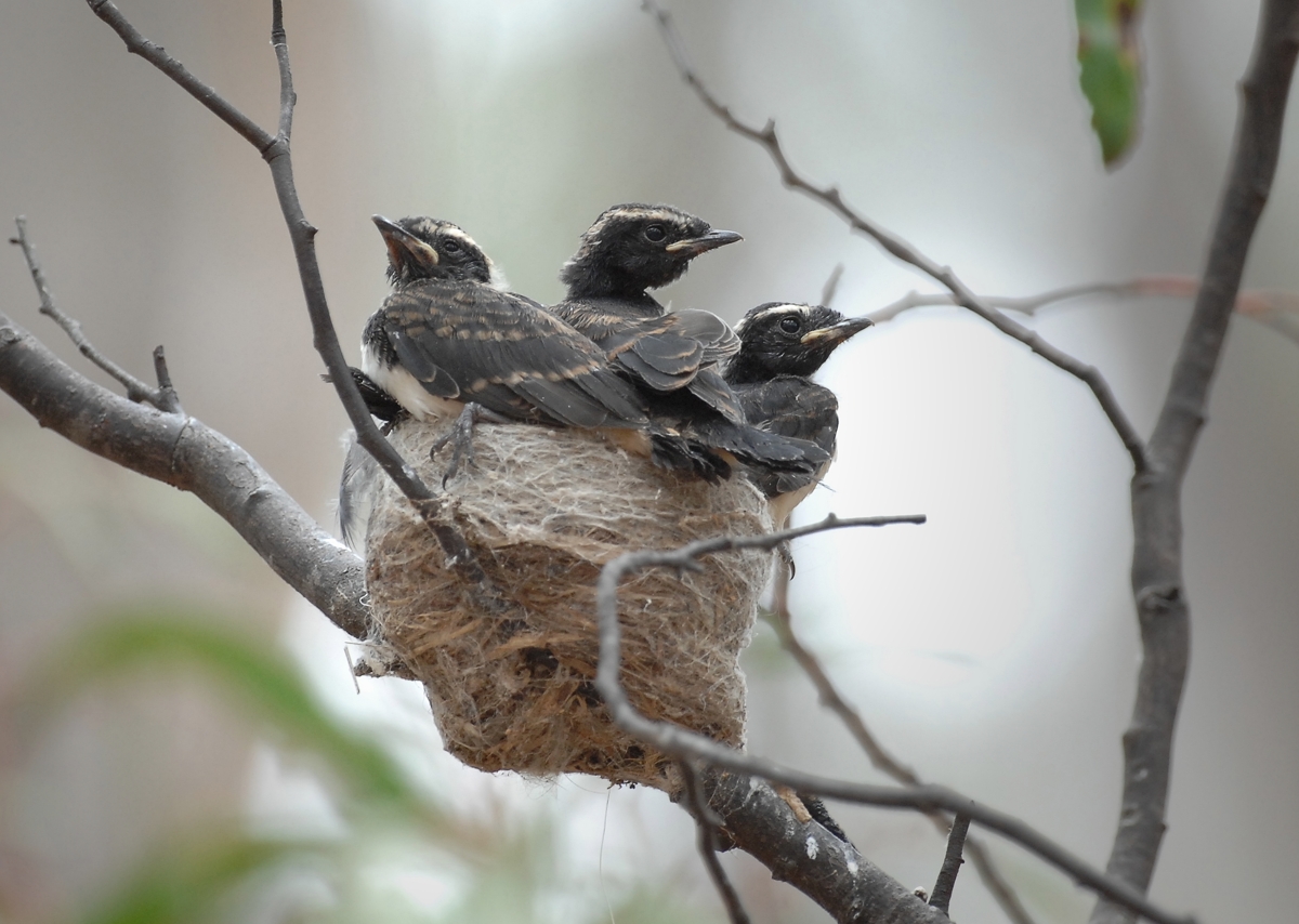 Five have become three.  If we'd have meant to fly we'd have been given wings.