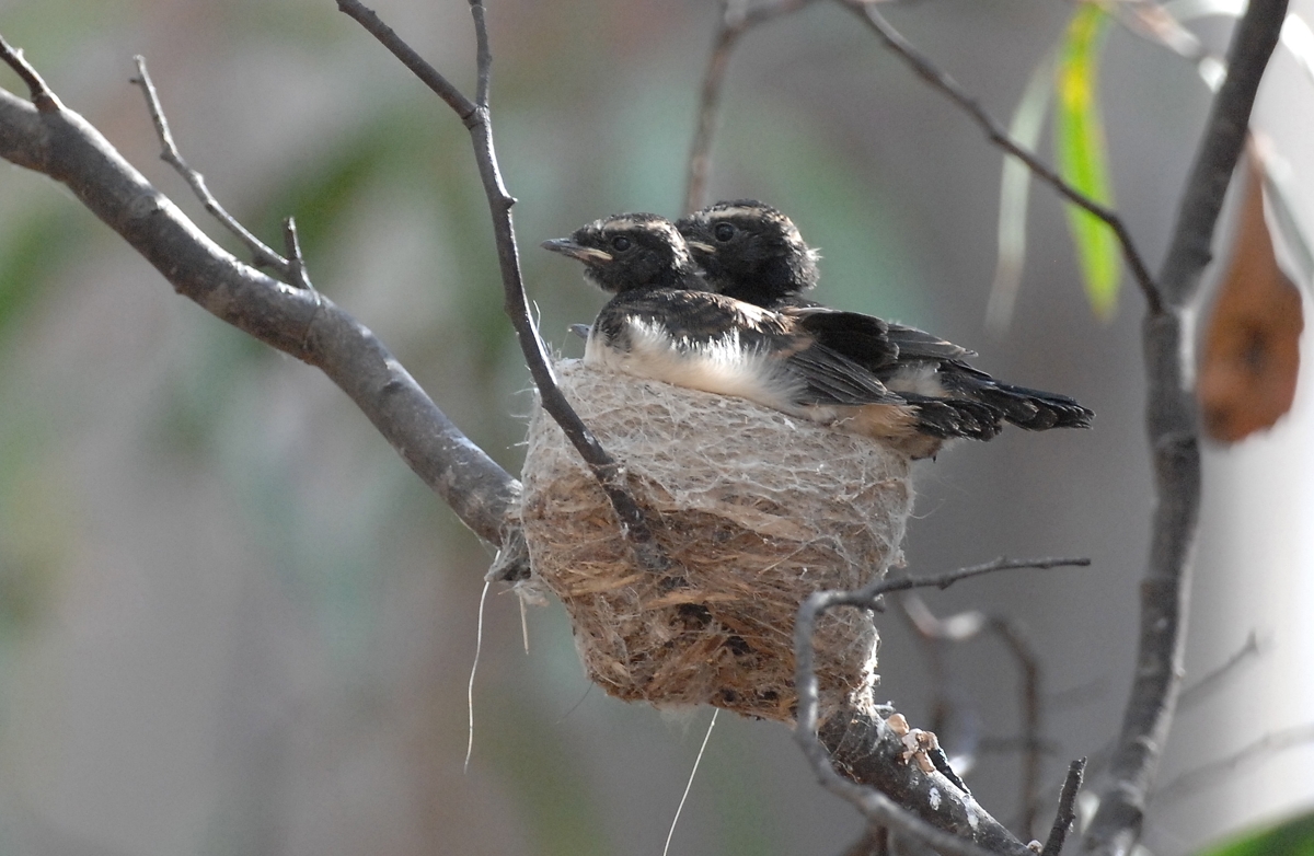 Where did eveybody go?  Two late starters in the flying game look as though they are wondering what all the fuss is about. 