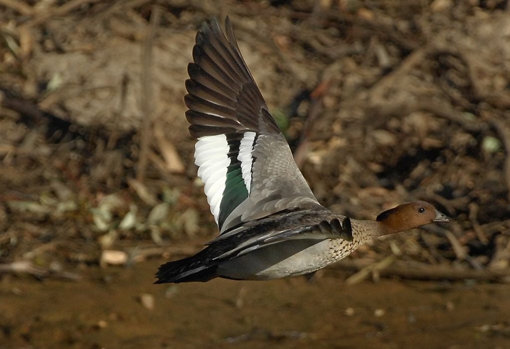 Australian Wood Duck flying low under the radar