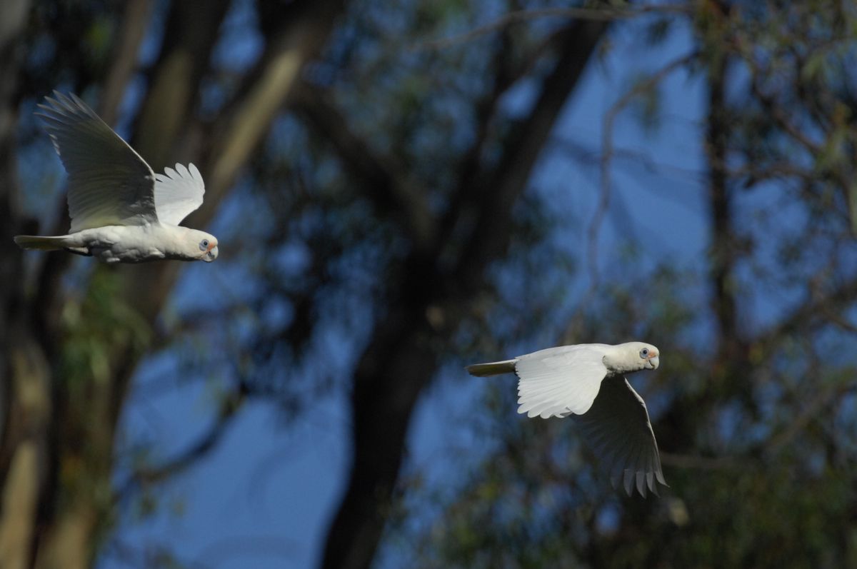 Corellas in synchronised Flying. You've only got to look at 700 more. 