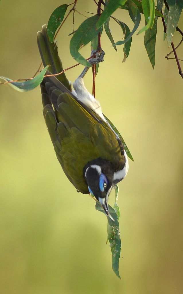 Hunting lerp on the gum leaves, a Blue-faced Honeyeater in the evening light. Not hard photography, its over the rail in our cabin. 