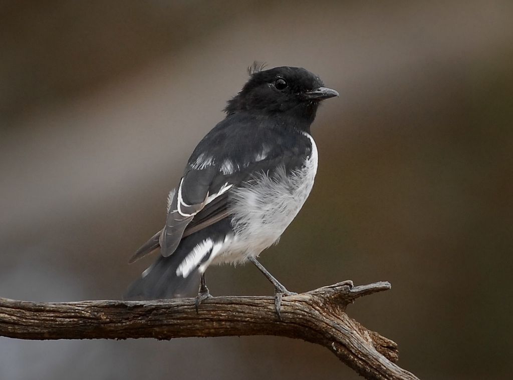Hooded Robin