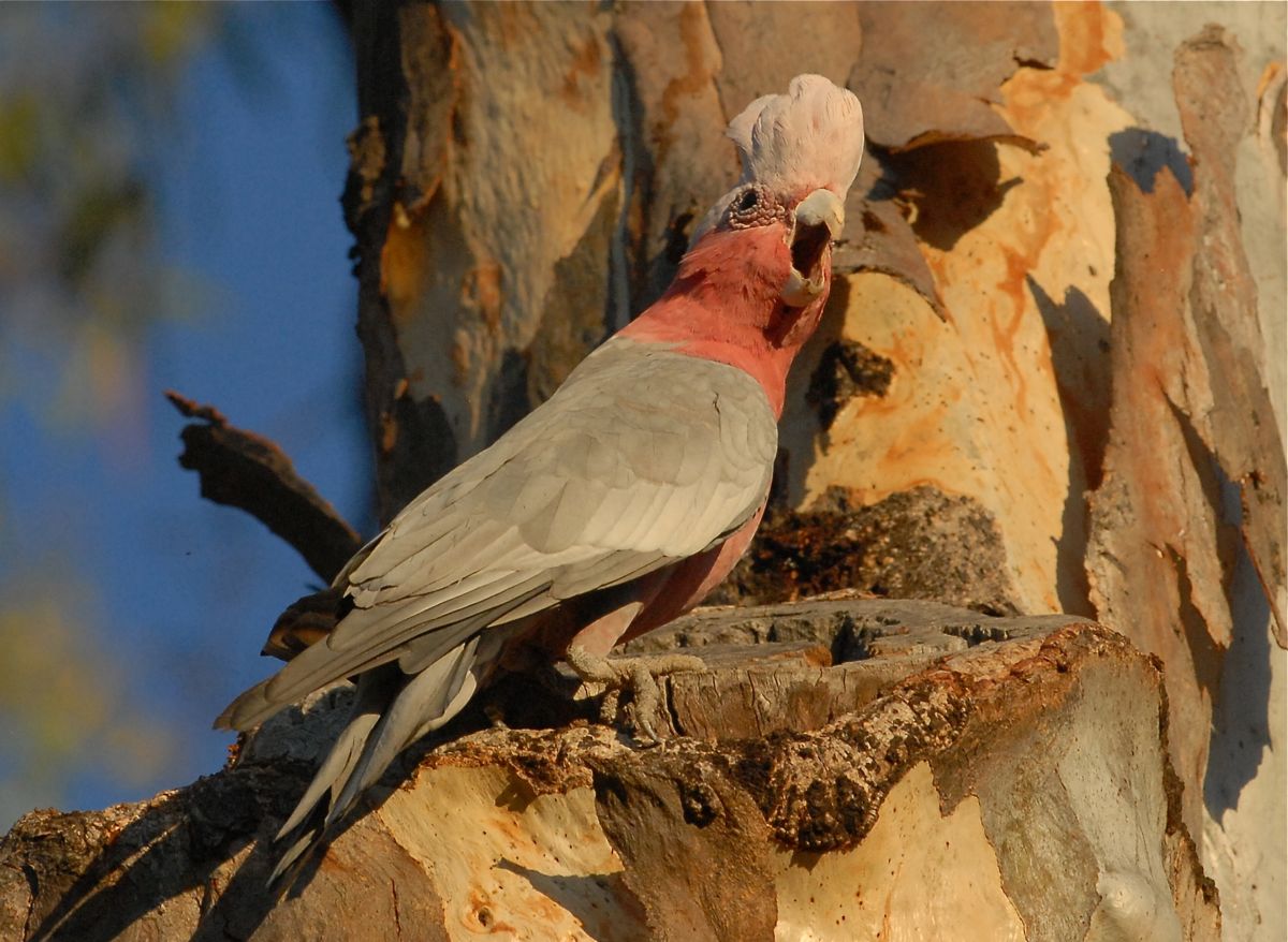 Galah either drinking or feeding from the opening in the tree. Here it is defending its eating rights for another bird. 