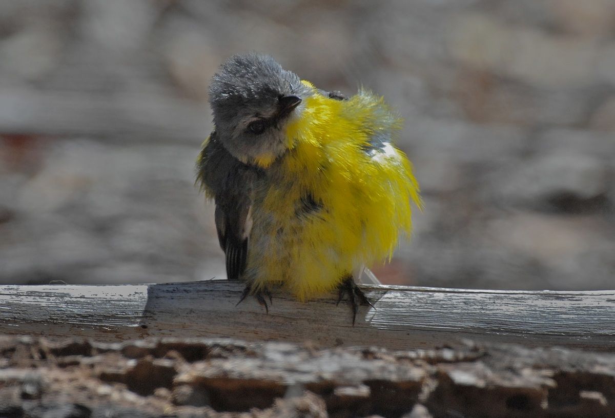 The male in the sunshine. Like many birds, he seems to be in somewhat of a trance in the sunshine, and he is leaning further and further over, like he's mesmerised. They all seem to do it, so it must be good fun.