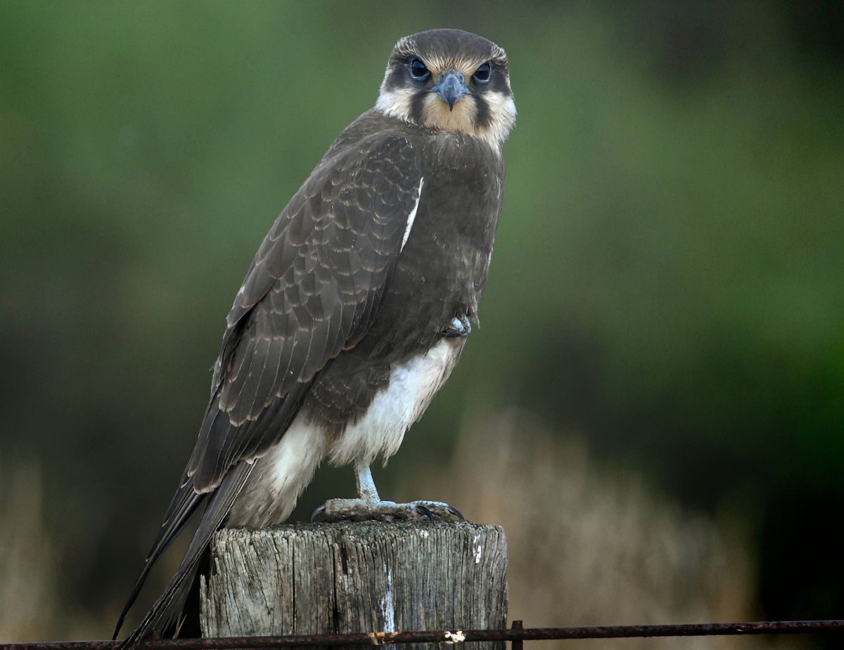 Brown Falcon at hunt in the early morning light.