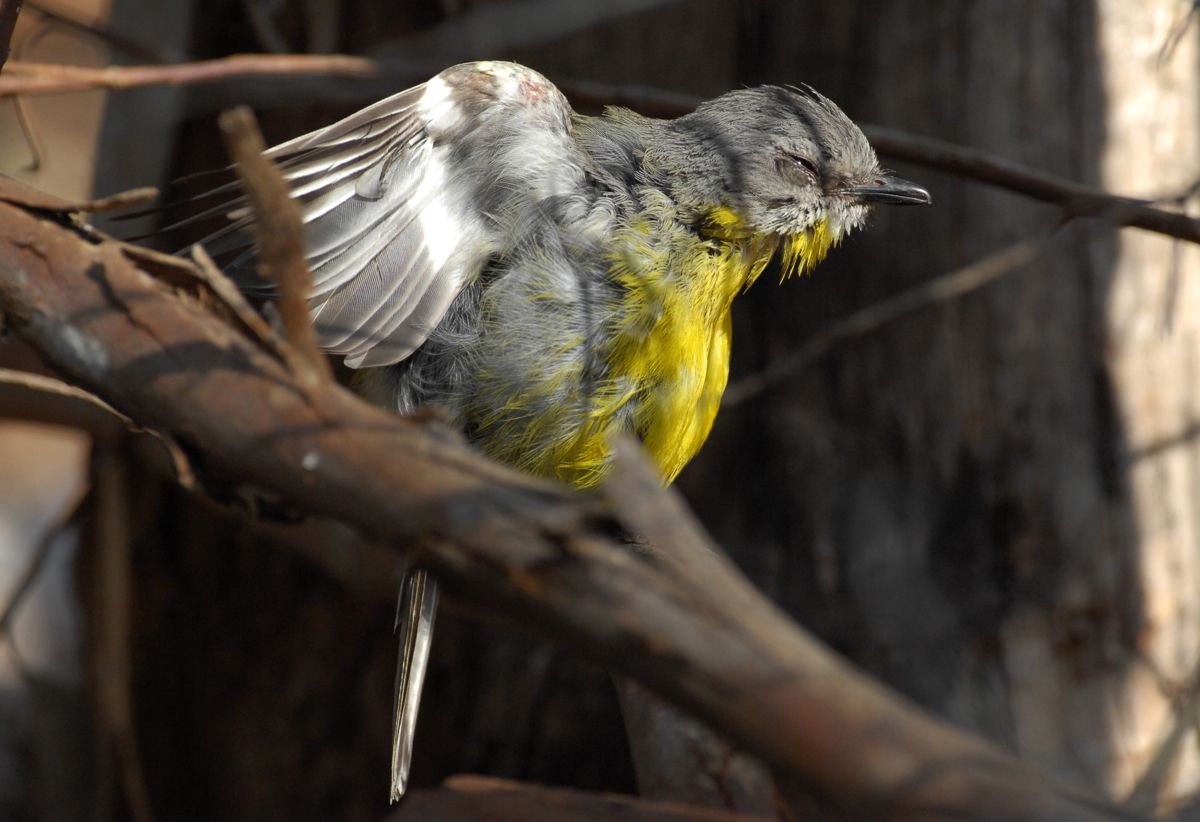 Big stretch. TIme to get up and get going another mouth to feed.Jack preparing for the next shift.