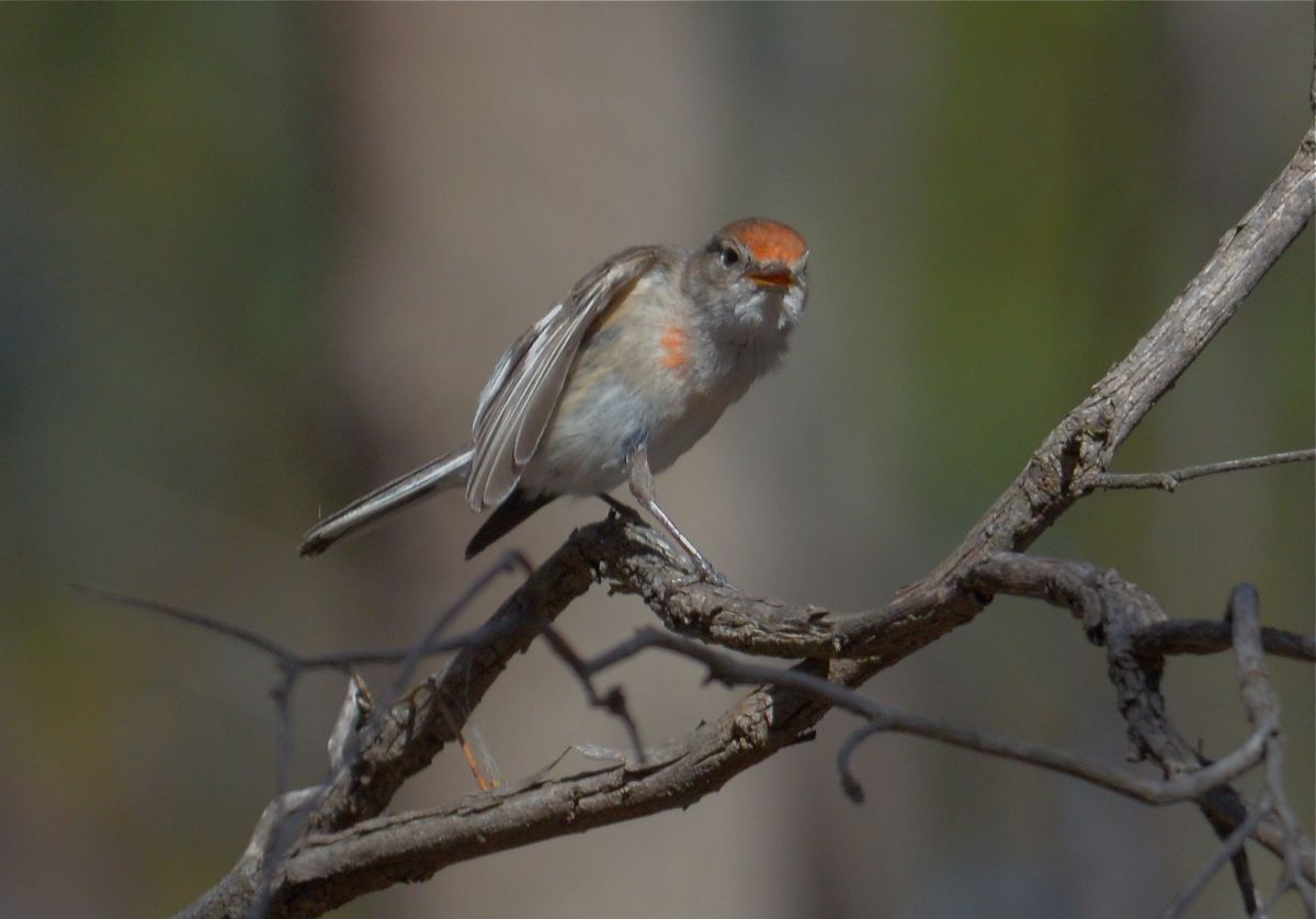 Penny preening between web collections. Her little orange chest feather is well shown.