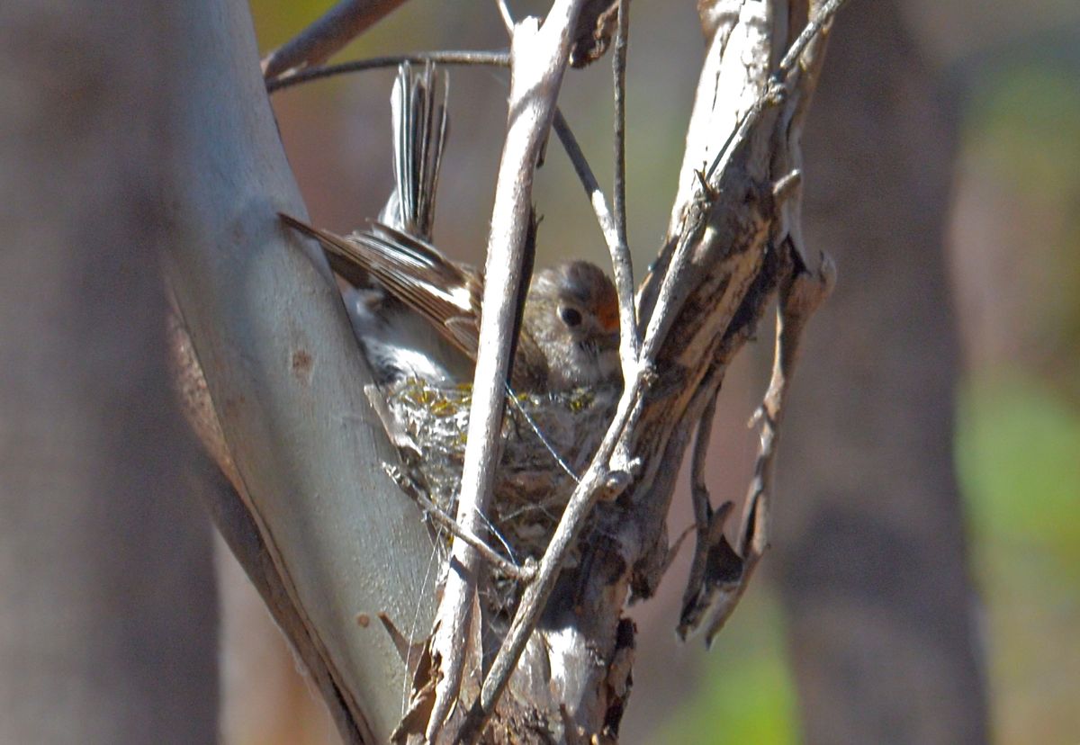 Adding the next level to the new nest.