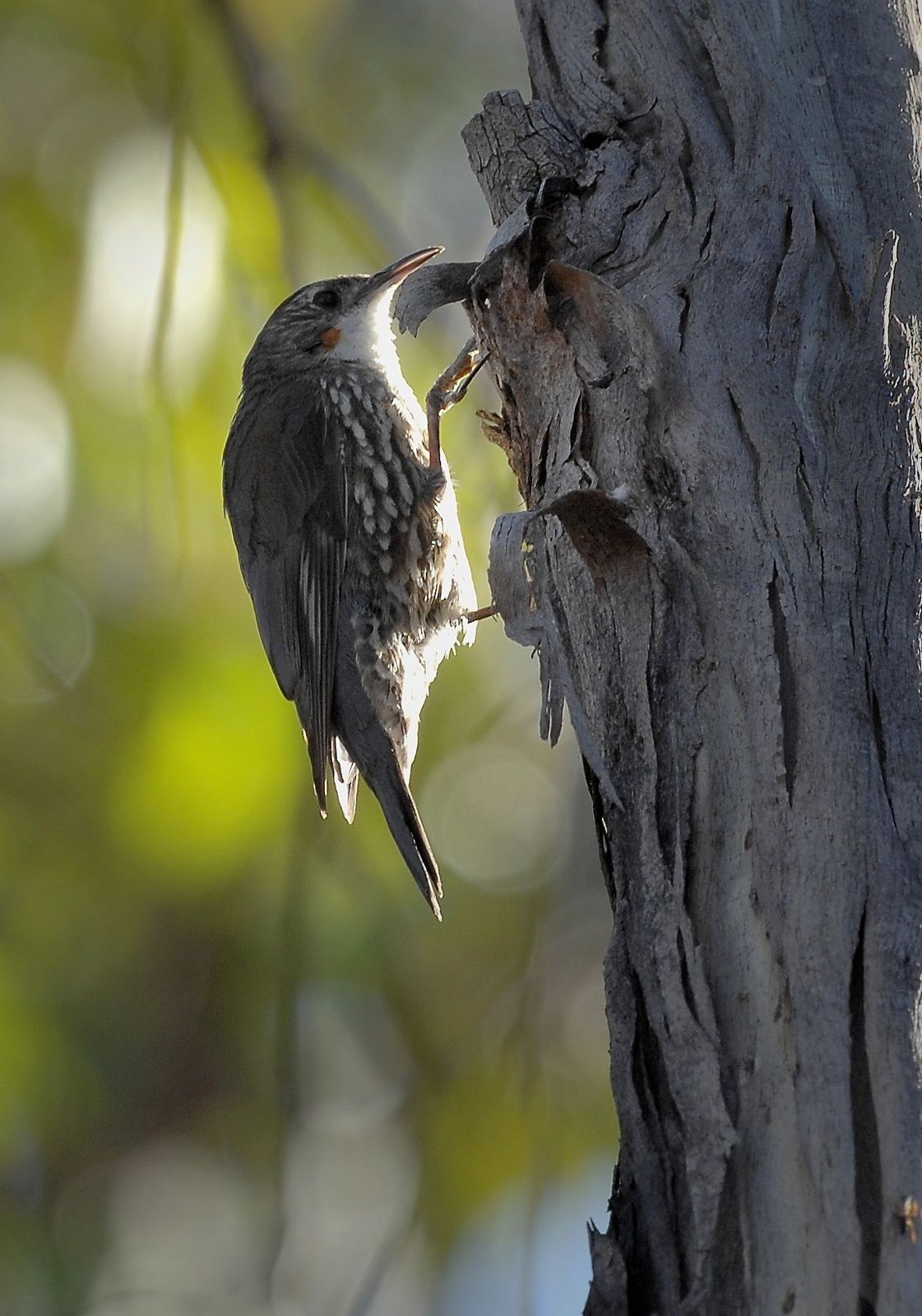 White-fronted Treecreeper in action in the last moments of sunlight.