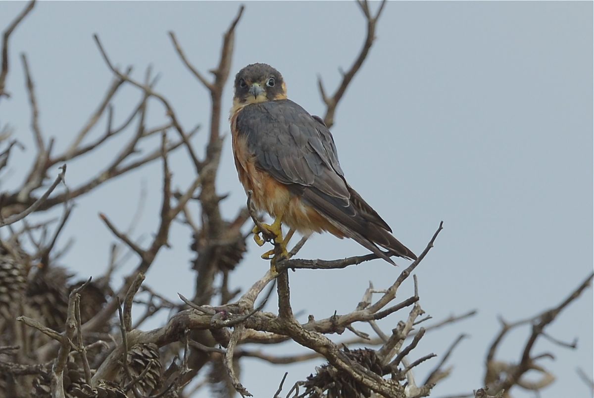 Australian Hobby surveying breakfast options