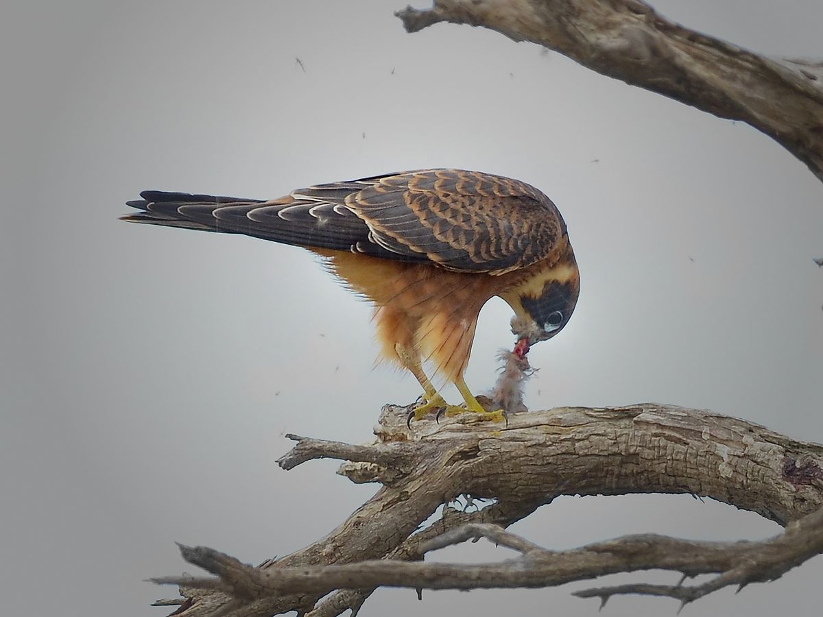 I can only imagine how good this might have been had the light be better.