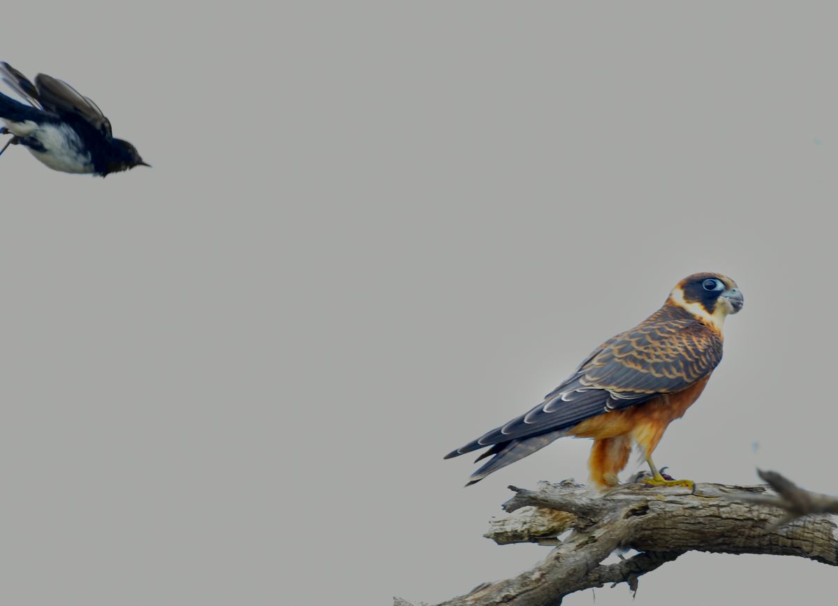 Juvenile with sparrow, being carefully harassed by a Willie Wagtail