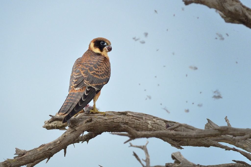 Feathers fly as the Hobby gets down to business. The feathers are stuck on a Spider Web