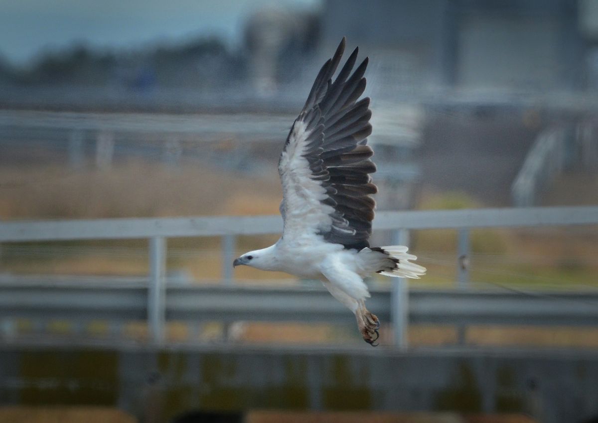 White-bellied Sea-eagle over the bridge near 85W pond.