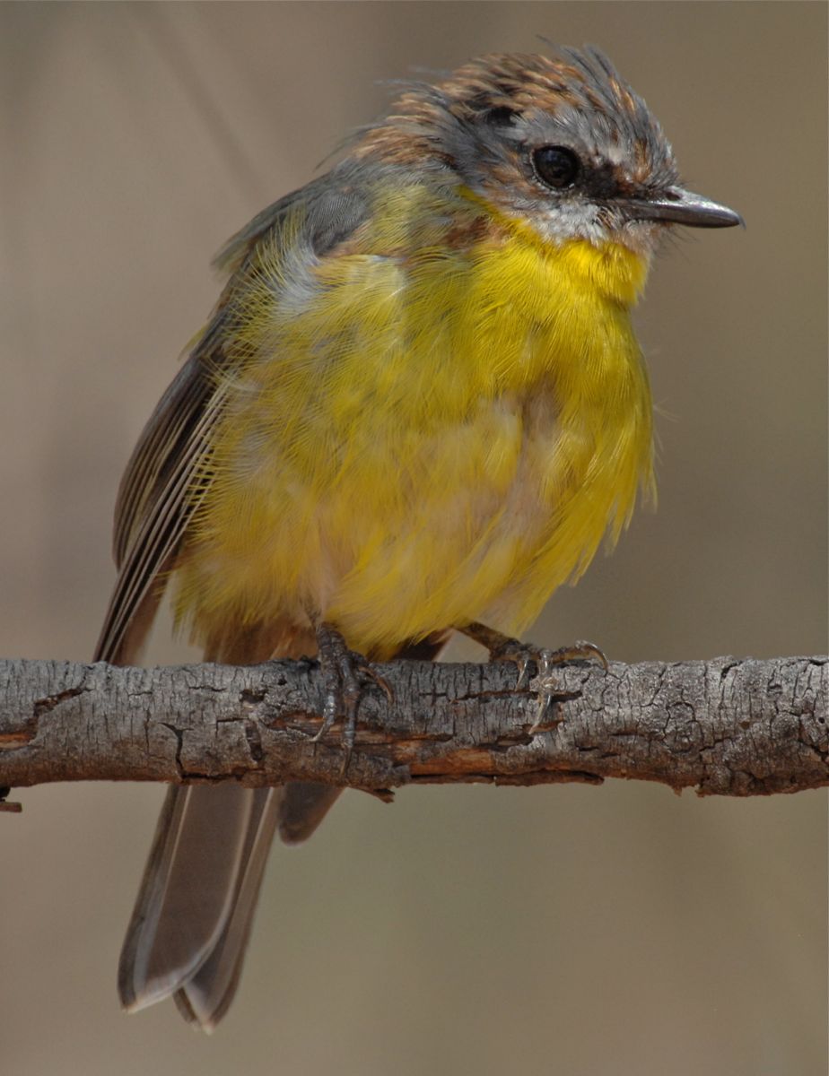 Nevis showing how much it has grown out of the early feathers. Another week or so it will be hard to tell from the adults. 