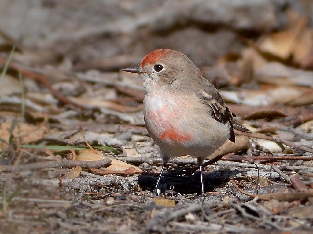 Litte guy ready to repulse bird scarers