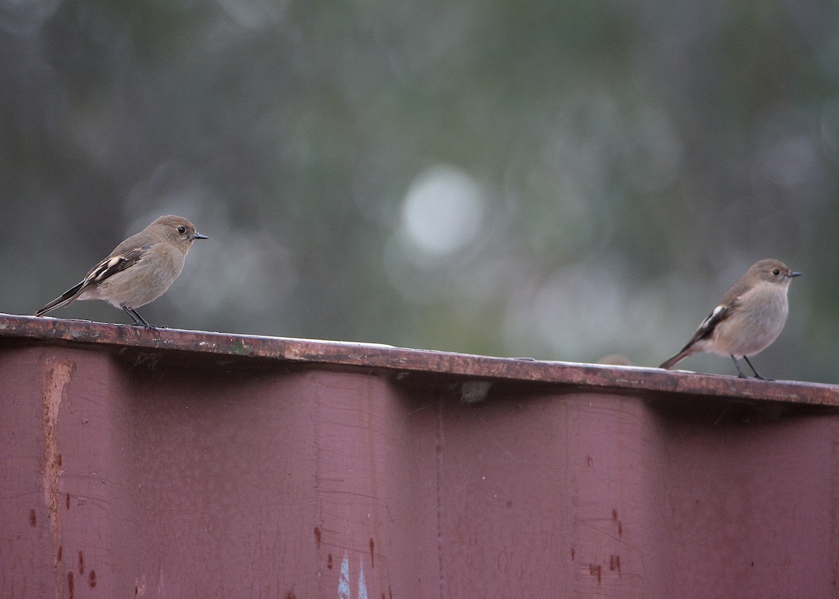 Rain or shine a bath is a good time.