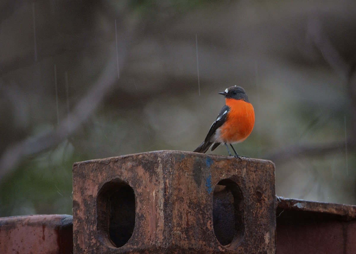 Flame Robin, male. Waiting patiently for his turn at the bath.  