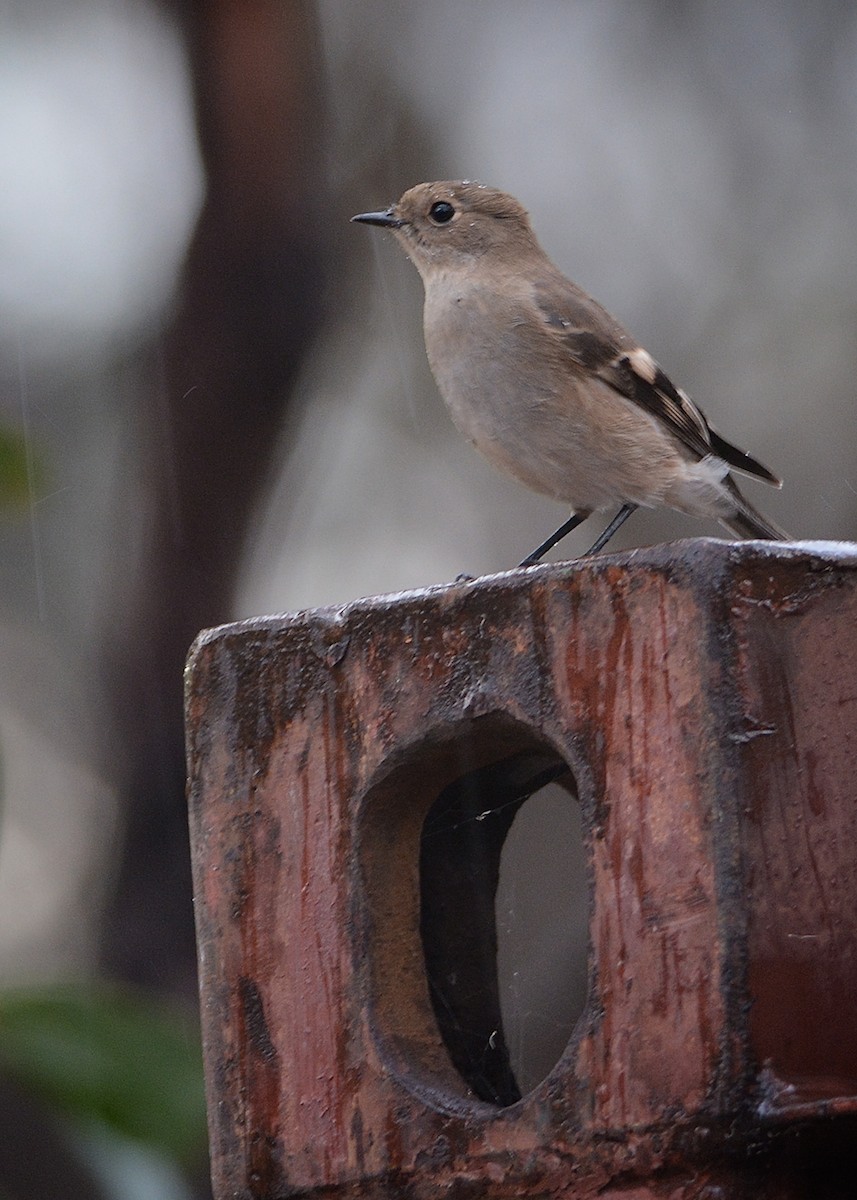 All spruced up after a dip, and wet now from the rain.